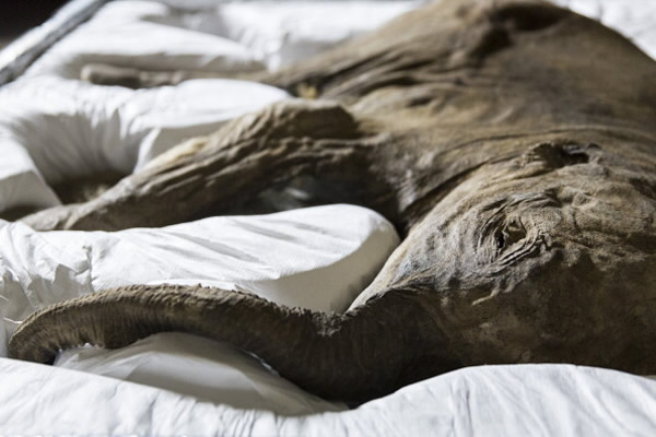 它看起来就好像在睡觉一样。这只猛犸象幼崽是从西伯利亚的永冻土中挖掘出来的,它已经在永冻土中埋藏了4.2万年。