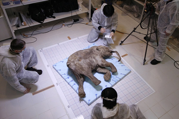 俄罗斯的Shemanovsky博物馆已经成为这只猛犸宝宝的永久家园。在此之前,它已经在芝加哥和香港进行过展览。