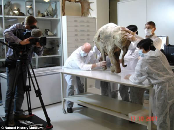 冰冻的泥土完整的保存了柳芭的遗骸。它已经在真空环境中保存了4万多年,这就意味着氧气无法进入让它的身体腐烂。