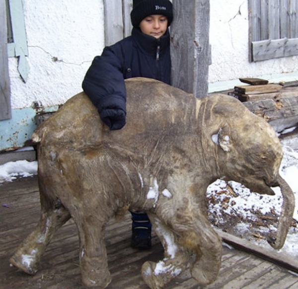 Yuri Khudi和他的儿子发现这只猛犸象幼崽的遗骸完全是一次意外,当时他们正沿着尤瑞贝河寻找木头。