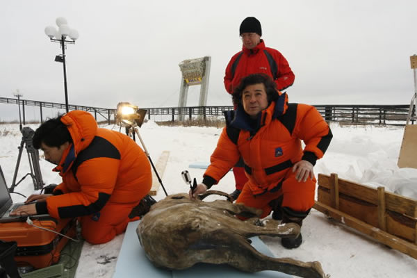 自然历史博物馆的猛犸象专家Adrian Lister教授称:“柳芭对于我们了解冰河时期的动物生活是非常重要的。这次展览也是我们观察这只4万多年前神秘生物的千载难