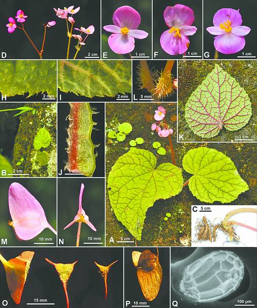 �Ϻ���ɽֲ��԰�����ﺣ������