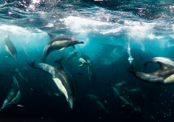 在南非拍摄沙丁鱼时险被布氏鲸吞下肚