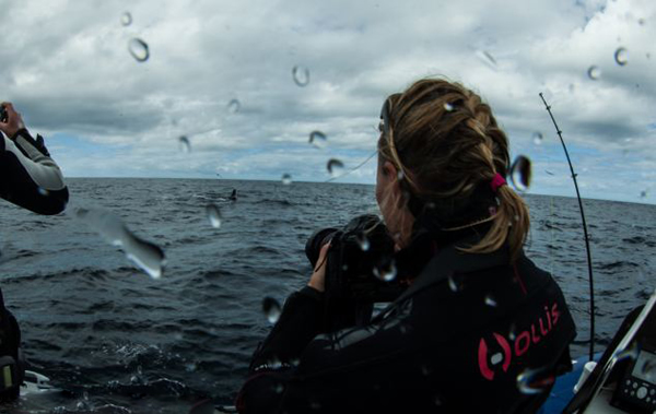 在南非拍摄沙丁鱼时险被布氏鲸吞下肚