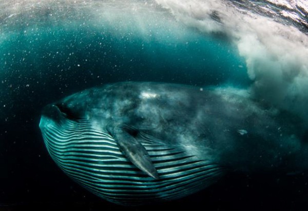 在南非拍摄沙丁鱼时险被布氏鲸吞下肚