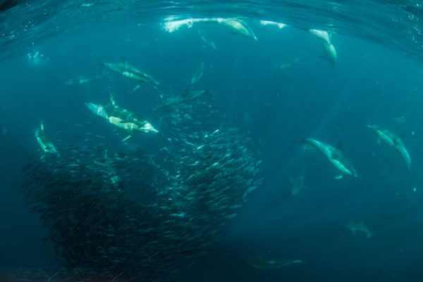 在南非拍摄沙丁鱼时险被布氏鲸吞下肚
