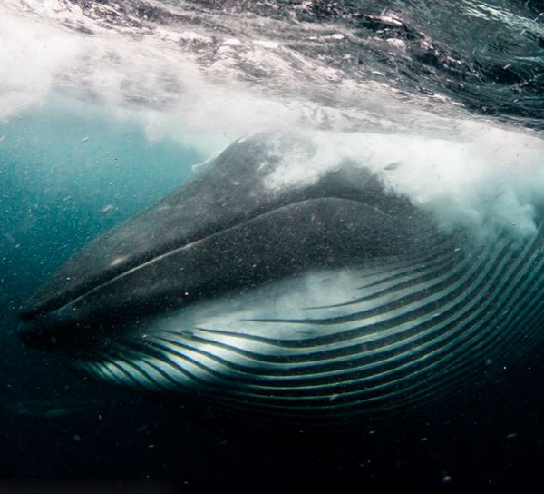 在南非拍摄沙丁鱼时险被布氏鲸吞下肚