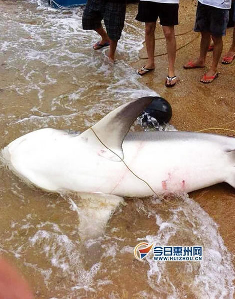 广东惠州渔民在岸边捕获500斤大鲨鱼