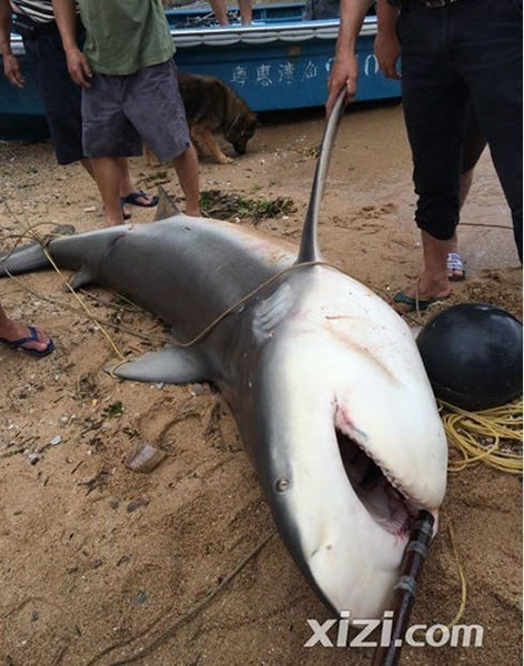 鲨鱼夹的危险性 1_2014052114324711Qj9.jpg