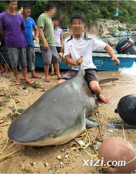 广东惠州渔民在岸边捕获500斤大鲨鱼