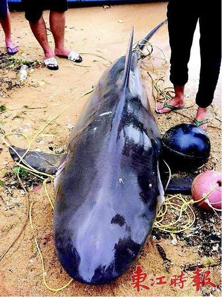 广东惠州渔民在岸边捕获500斤大鲨鱼