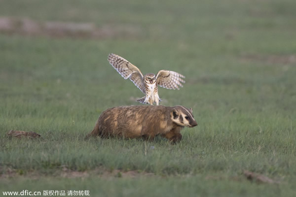 �����ϴ�����ݶ�ع��ҹ�԰һֻѨ�^�����