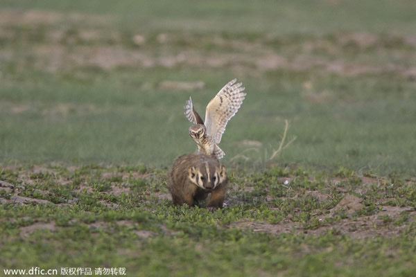 �����ϴ�����ݶ�ع��ҹ�԰һֻѨ�^�����