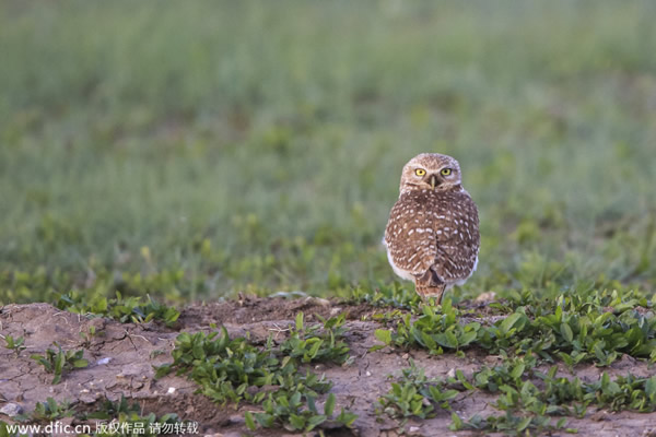 �����ϴ�����ݶ�ع��ҹ�԰һֻѨ�^�����