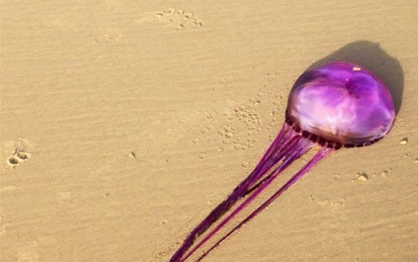 罕见紫色水母冲上澳洲昆士兰海岸