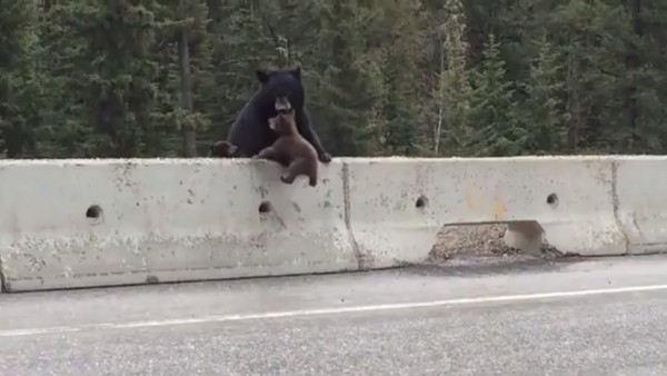 加拿大一只母熊用嘴救起受困在公路上的小熊