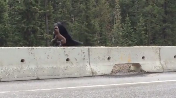 加拿大一只母熊用嘴救起受困在公路上的小熊