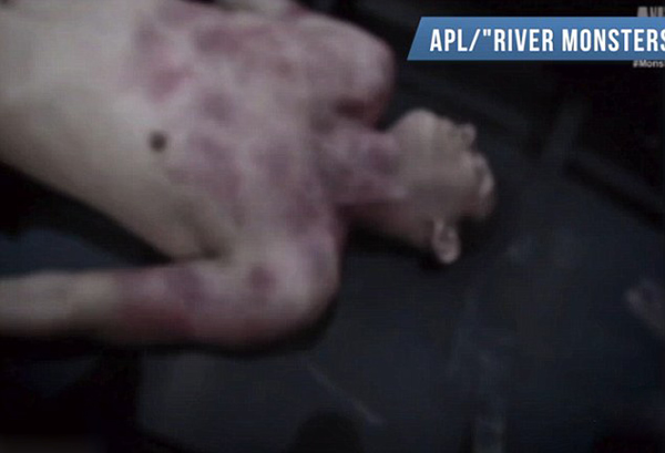 英国BBC纪录片《河中巨怪》主持人杰里米•韦德在巴西亚马逊河水下遭遇6米巨蟒