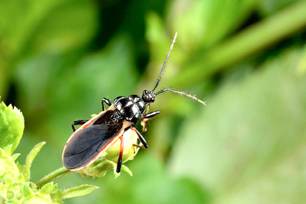 �ڹ��Դ���