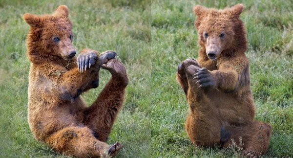 ����������԰һֻ���ܡ����ˡ�