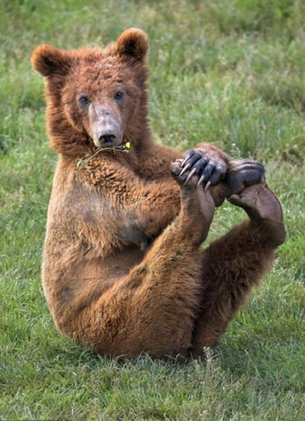 ����������԰һֻ���ܡ����ˡ�