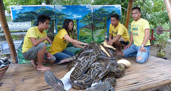在游客接受巨蟒按摩时,动物园管理员会在一旁看护。