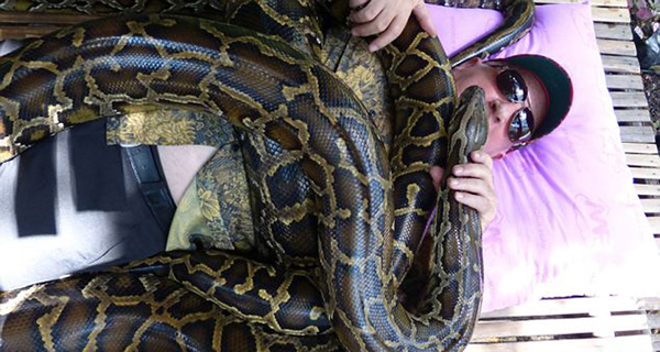 四条巨蟒均长达5米,体重合起来超过250公斤。