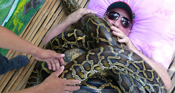 缅甸巨蟒能迅速缠死猎物,因此这种按摩非常危险,胆小者不建议尝试。