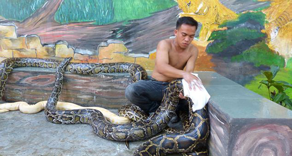 一名饲养员在为巨蟒洗澡。