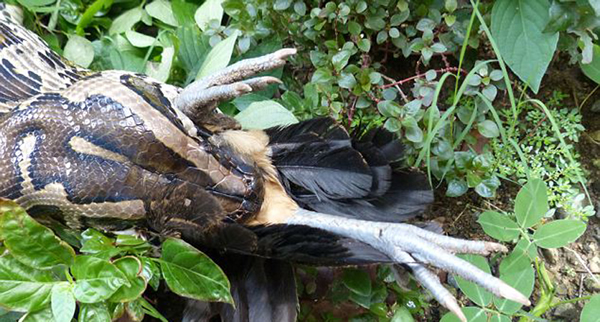 在按摩前,工作人员会喂每条巨蟒吃10只以上的鸡,以抑制其食欲。