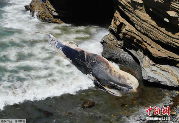 ��������ʥ����һͷ50Ӣ�߳��ĳ��뾨�����ϰ�