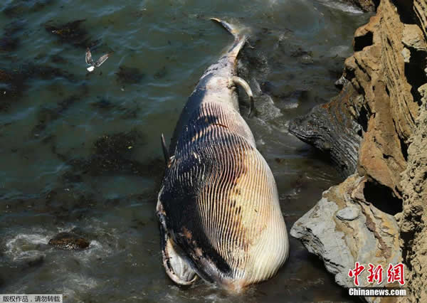 ��������ʥ����һͷ50Ӣ�߳��ĳ��뾨�����ϰ�