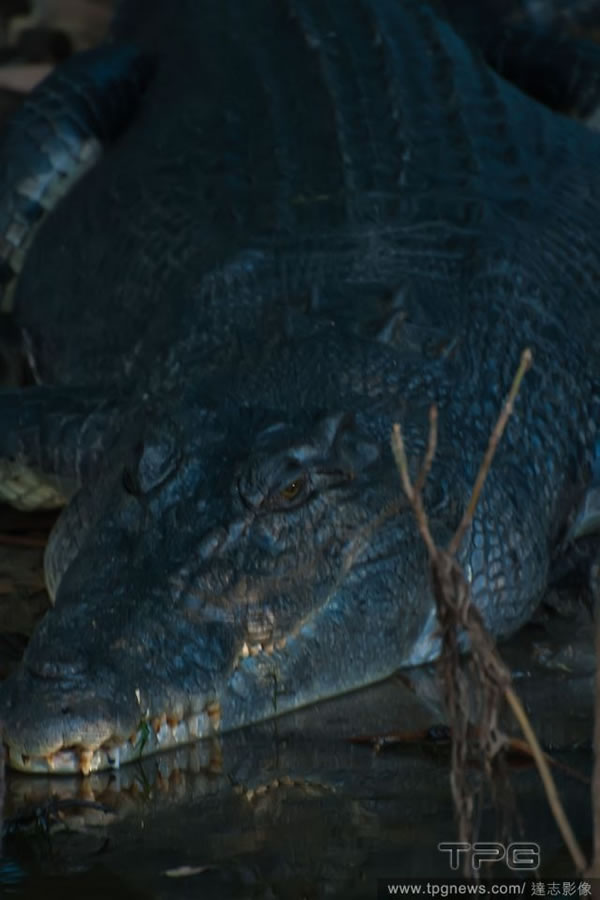 俄罗斯马戏团120公斤女会计不慎重摔在2公尺鳄鱼身上造成鳄鱼狂吐3个小时