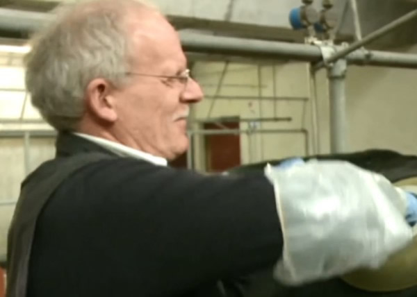 科研人员伸手进插管,把牛胃里的食物抽出来作分析研究。