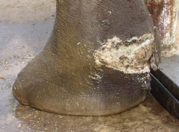 小象脚部受损溃烂
