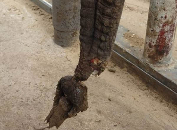 小象象鼻摇摇欲断