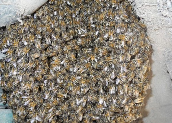 ר�Ҳ�׽�������۷䡣