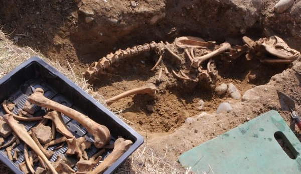 Ӣ����Ĺ�����Ȯ���� �����Ǵ�˵�еġ���ħ����(Black Shuck)����