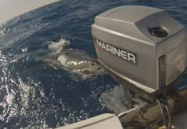 大白鲨不停在船边打转,不肯离去。