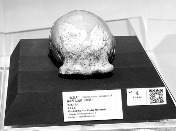 ������¹���չ���ı�����ͷ�ǹǻ�ʯģ��