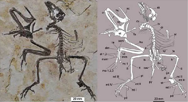 ϸ(Parabohaiornis martini)ͱ걾ͼ