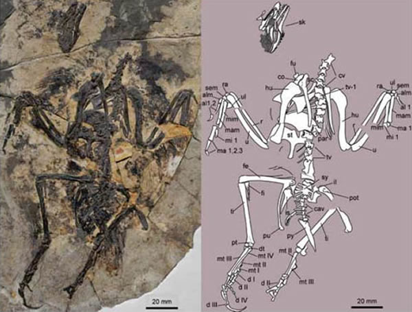 ϳצ(Longusunguis kurochkini) ͱ걾ͼ