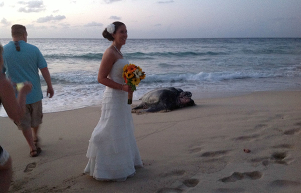 ����ʥ��������̲һֻ�޴󺣹괳��һ�����˵Ļ���