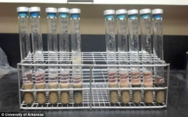 在另一项研究中,研究人员发现地球上一些最简单并且最古老的生物能够在火星上存活。这种生物被称之为“产烷生物”,能够利用氢和二氧化碳进行新陈代谢,产生甲烷。