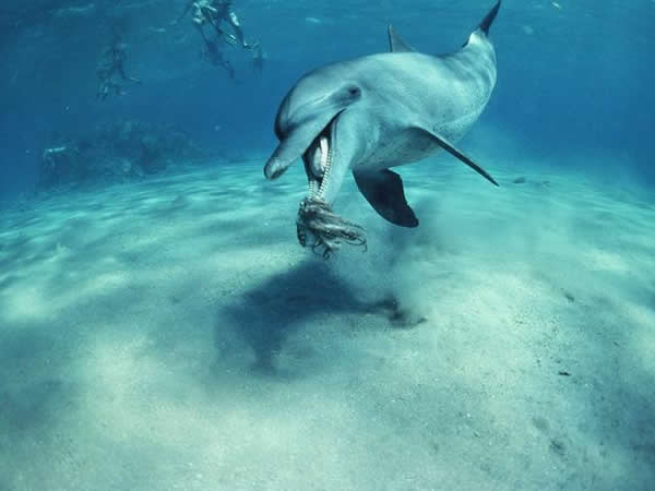 最新研究发现海豚和鲸鱼只保留品味咸味的能力