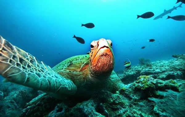 最新研究称气候变化可能导致海龟群体只有雌性没有雄性而最终走向灭绝