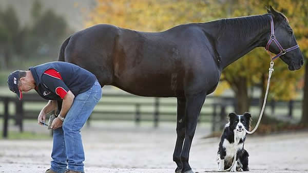 「Hekan」是驯马师史帝夫的好助手。