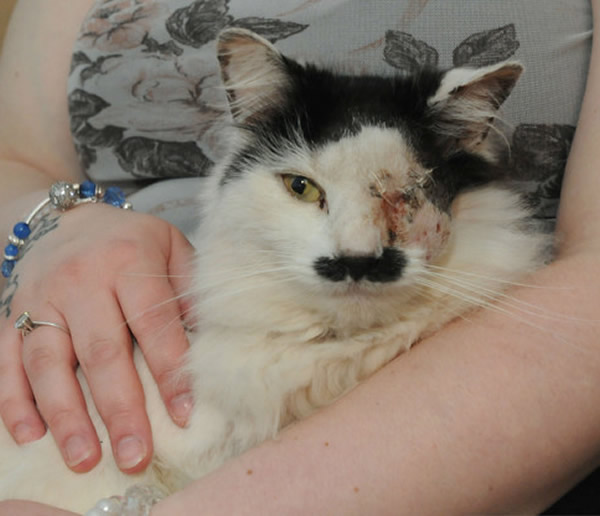 Ӣ��һֻèֻ�򳤵���ϣ���ա���Ź��ʧȥ����