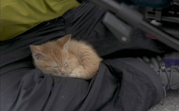 日本野生动物摄影师拍摄时巧遇一只可爱的姜黄色小猫