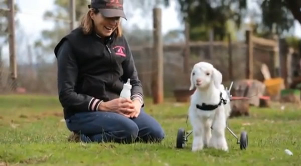 澳洲伤残小猪的轮椅传到一只小羊身上